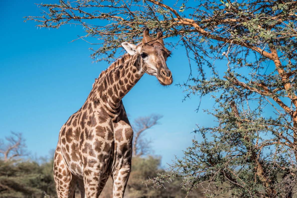 Parc animalier de Bandia